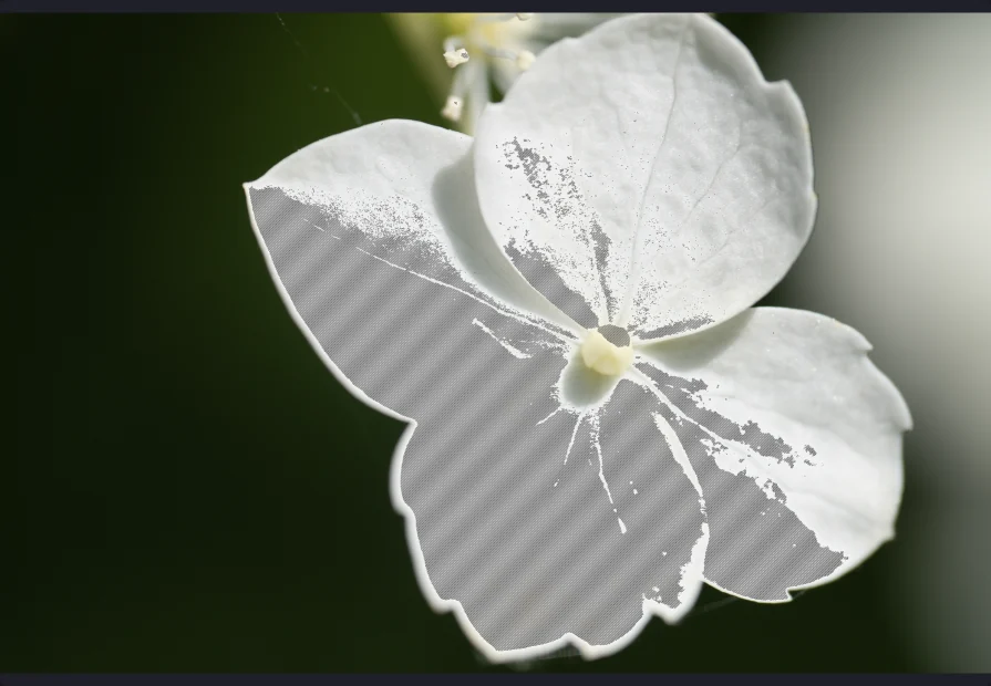 Zebrastreifen auf einer weißen Blume, um eine Blende aufgehellt: die Blütenblätter, die gleich ausbrennen, damit du die Kante kommen siehst, statt sie hinterher zu entdecken.
