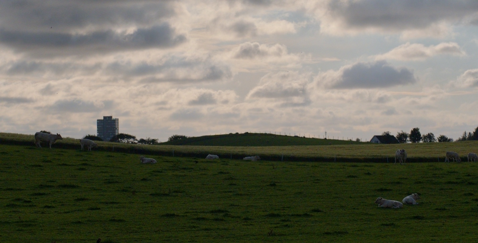 A backlit field of sheep under a heavy sky, as the camera gave it and as developed in photosuite